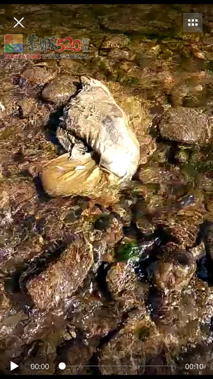 观音乡老村大桥有人扔死鸡死鸭在河里，希望有些人不要把我们干净的水源污染了376 / 作者:鸦雀无声 / 帖子ID:233965