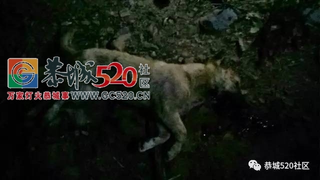 恭城又发生一起疯狗咬人事件，昨晚龙虎一男子被疯狗咬伤！957 / 作者:社区小编 / 帖子ID:234071