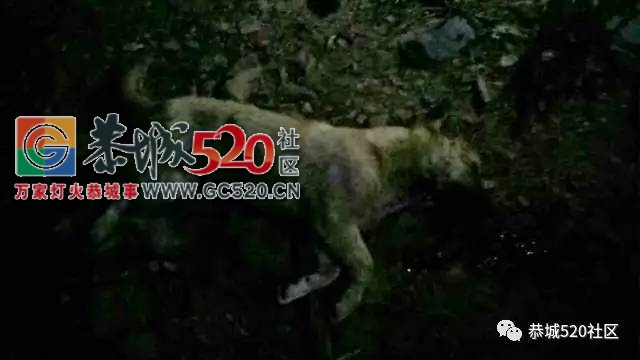 恭城又发生一起疯狗咬人事件，昨晚龙虎一男子被疯狗咬伤！671 / 作者:社区小编 / 帖子ID:234071