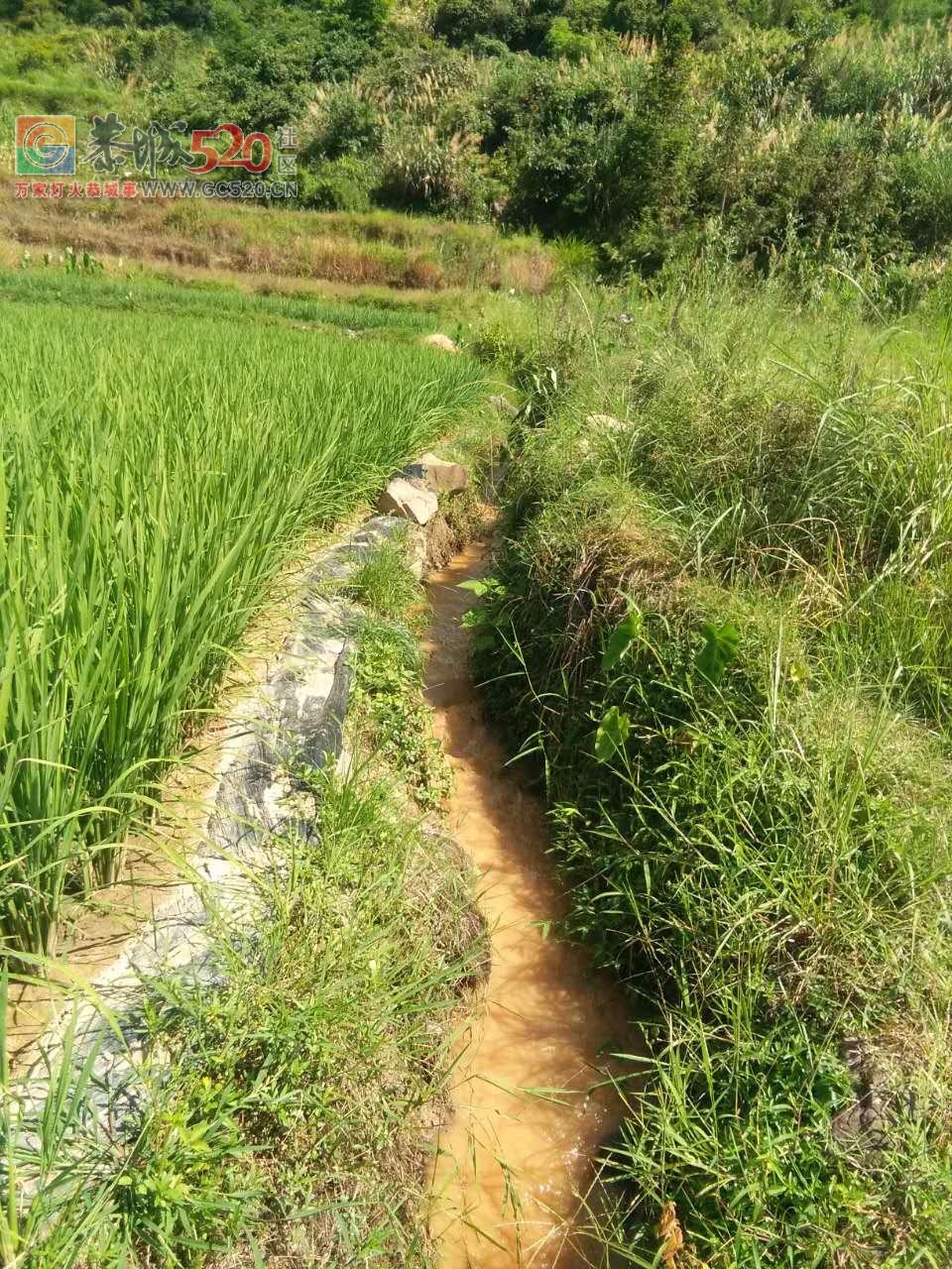 音乡水滨莲花村后山脚下这几天突然冒出大量浑水是怎么回事？900 / 作者:何明明 / 帖子ID:234103