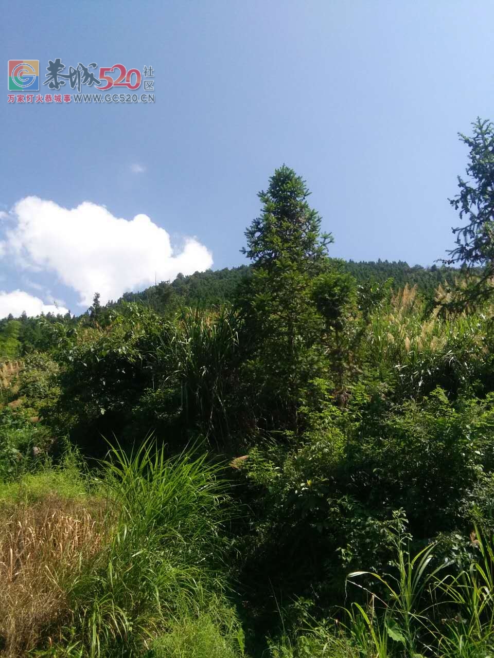 音乡水滨莲花村后山脚下这几天突然冒出大量浑水是怎么回事？543 / 作者:何明明 / 帖子ID:234103