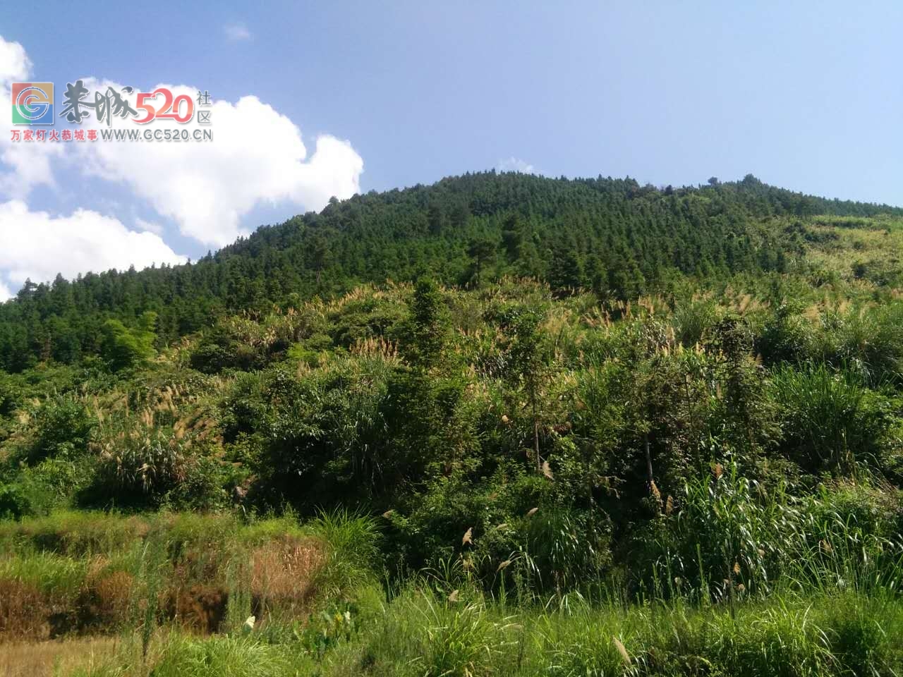 音乡水滨莲花村后山脚下这几天突然冒出大量浑水是怎么回事？553 / 作者:何明明 / 帖子ID:234103