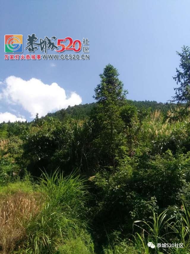 【恭城身边事】观音水滨莲花村突冒浑水村民担心地下“有情况”；栗木街这位司机这...119 / 作者:社区小编 / 帖子ID:234120
