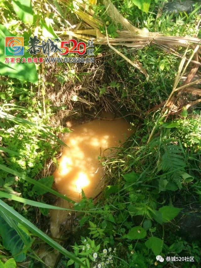 【恭城身边事】观音水滨莲花村突冒浑水村民担心地下“有情况”；栗木街这位司机这...691 / 作者:社区小编 / 帖子ID:234120