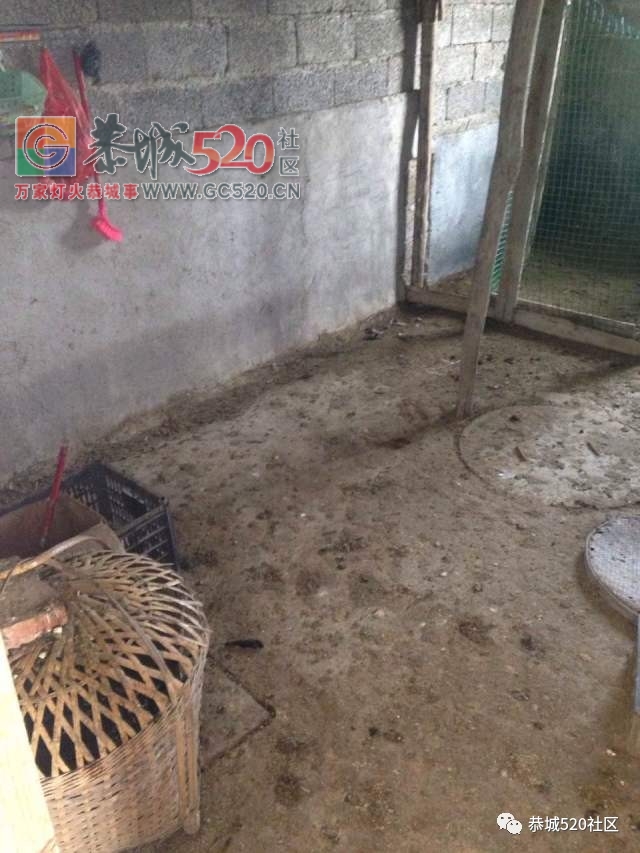 平安和平刘家村惊现偷鸡贼，一农户家几十只鸡一夜被偷光190 / 作者:社区小编 / 帖子ID:234178