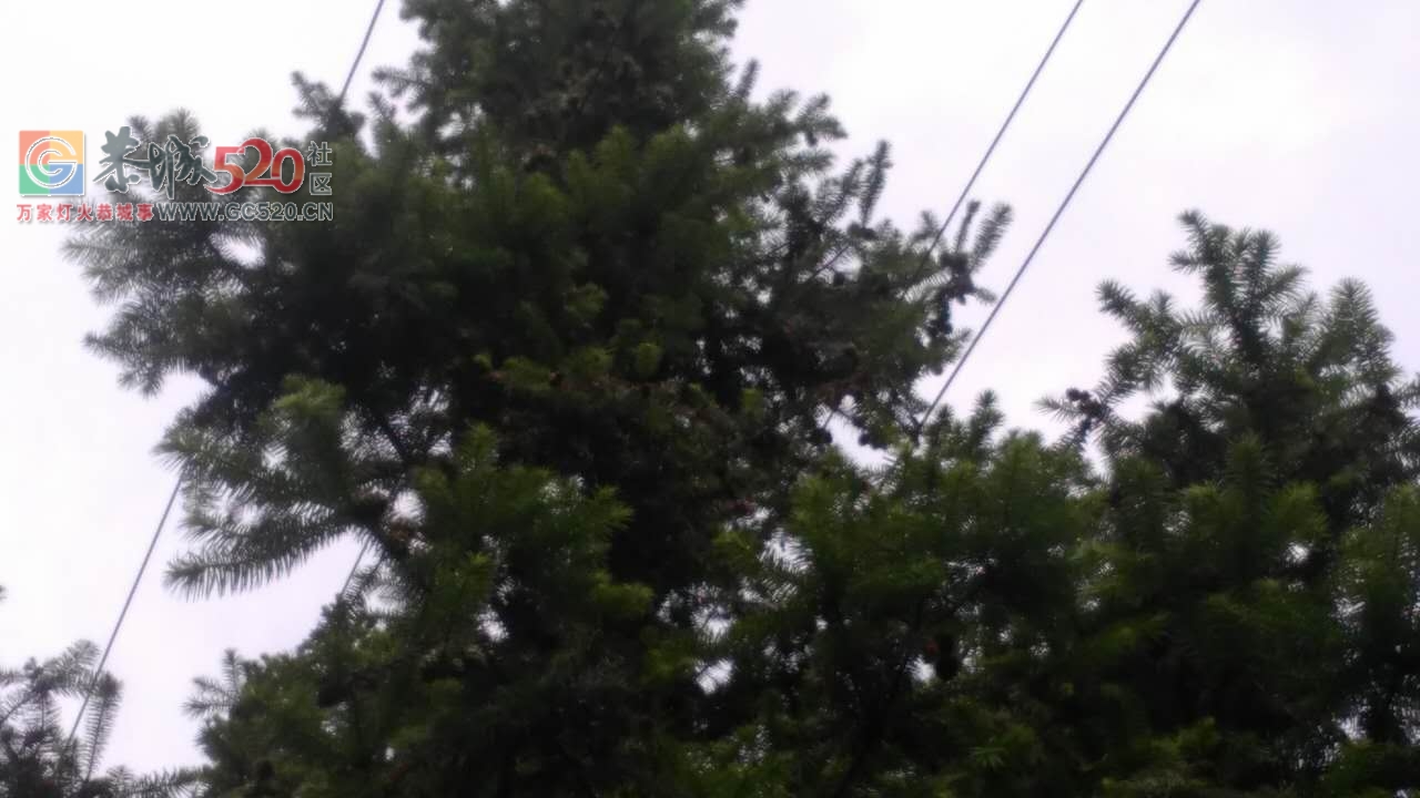 五排瑤大瑶山牛眼塘至湖南江永瑶山山主路，高压光缆线四线都已和杉树相连，像这样...976 / 作者:山路十八弯 / 帖子ID:234207