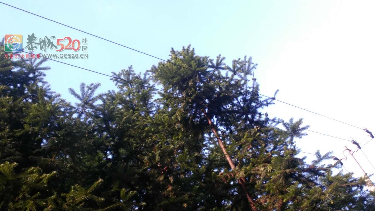 五排瑤大瑶山牛眼塘至湖南江永瑶山山主路，高压光缆线四线都已和杉树相连，像这样...456 / 作者:山路十八弯 / 帖子ID:234207