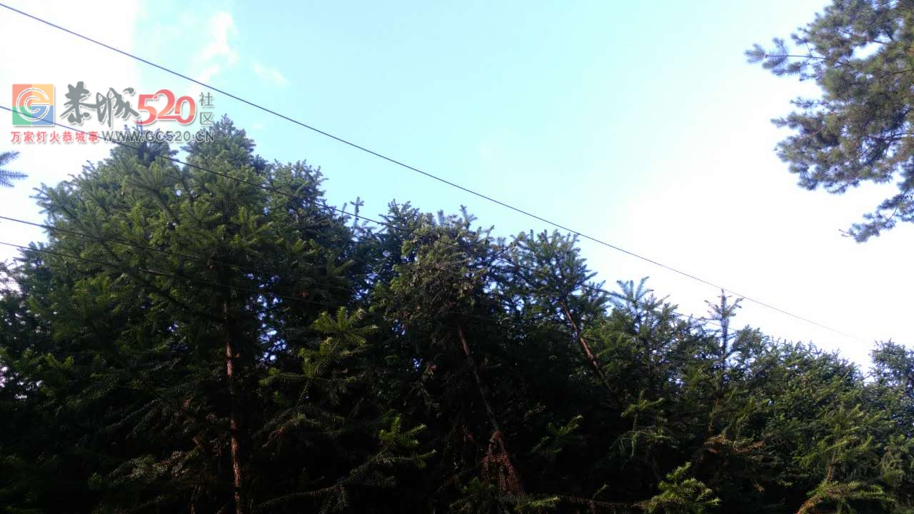 五排瑤大瑶山牛眼塘至湖南江永瑶山山主路，高压光缆线四线都已和杉树相连，像这样...313 / 作者:山路十八弯 / 帖子ID:234207