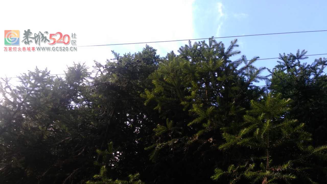 五排瑤大瑶山牛眼塘至湖南江永瑶山山主路，高压光缆线四线都已和杉树相连，像这样...774 / 作者:山路十八弯 / 帖子ID:234207