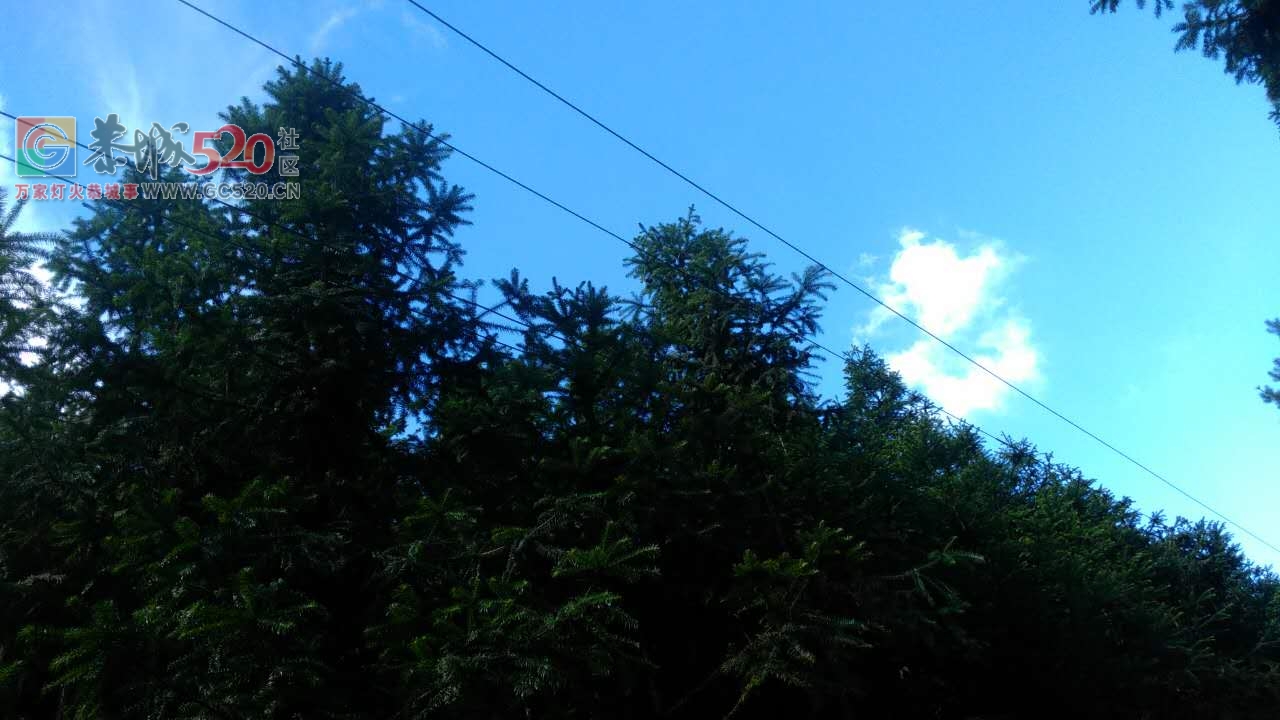 五排瑤大瑶山牛眼塘至湖南江永瑶山山主路，高压光缆线四线都已和杉树相连，像这样...232 / 作者:山路十八弯 / 帖子ID:234207