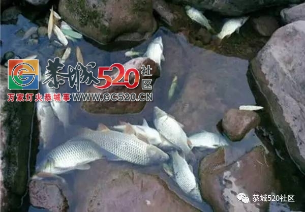 恭城四名男子相约到西岭毒鱼时被发现，愤怒的村民把他们当场控制……600 / 作者:社区小编 / 帖子ID:234255
