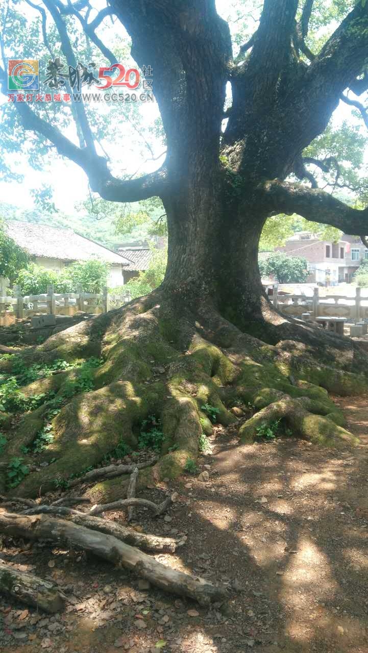 桥头村有一棵7百多年的古樟树，多次向林业局反应为何不帮挂牌？608 / 作者:红花绿叶 / 帖子ID:234259