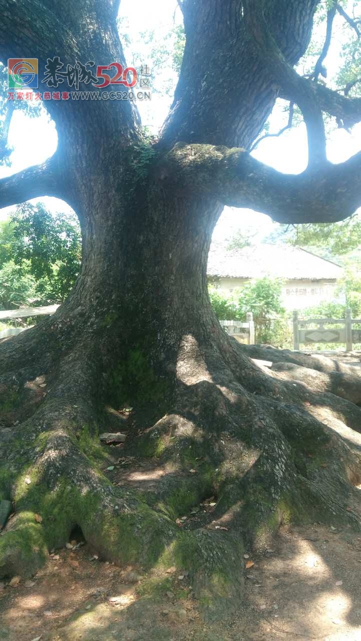 桥头村有一棵7百多年的古樟树，多次向林业局反应为何不帮挂牌？207 / 作者:红花绿叶 / 帖子ID:234259