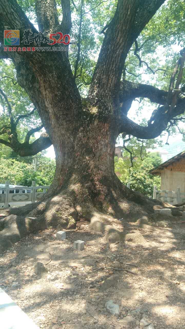 桥头村有一棵7百多年的古樟树，多次向林业局反应为何不帮挂牌？570 / 作者:红花绿叶 / 帖子ID:234259