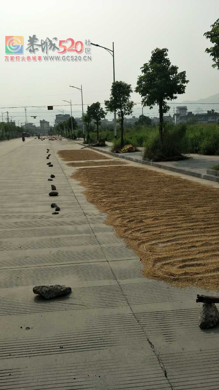 栗木派出所这条路被占道成这样了！470 / 作者:小红花 / 帖子ID:234388