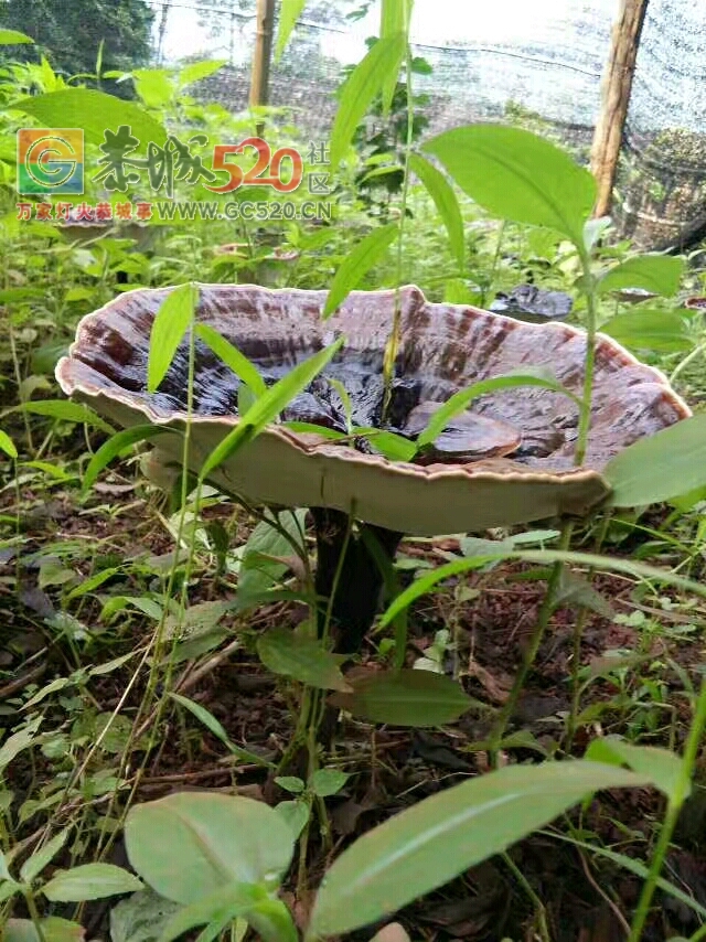 灵芝又可以出售了。。。。。926 / 作者:刘建香 / 帖子ID:234397