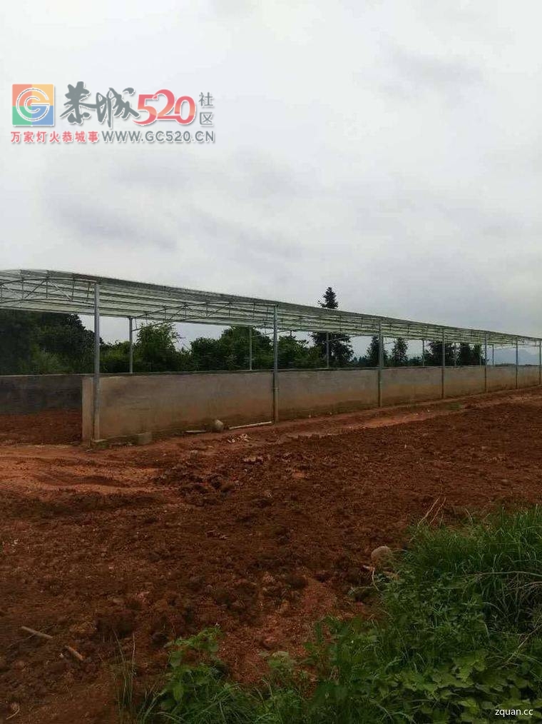 因本人另有发展现将有建好猪场转让298 / 作者:分类小编 / 帖子ID:234532