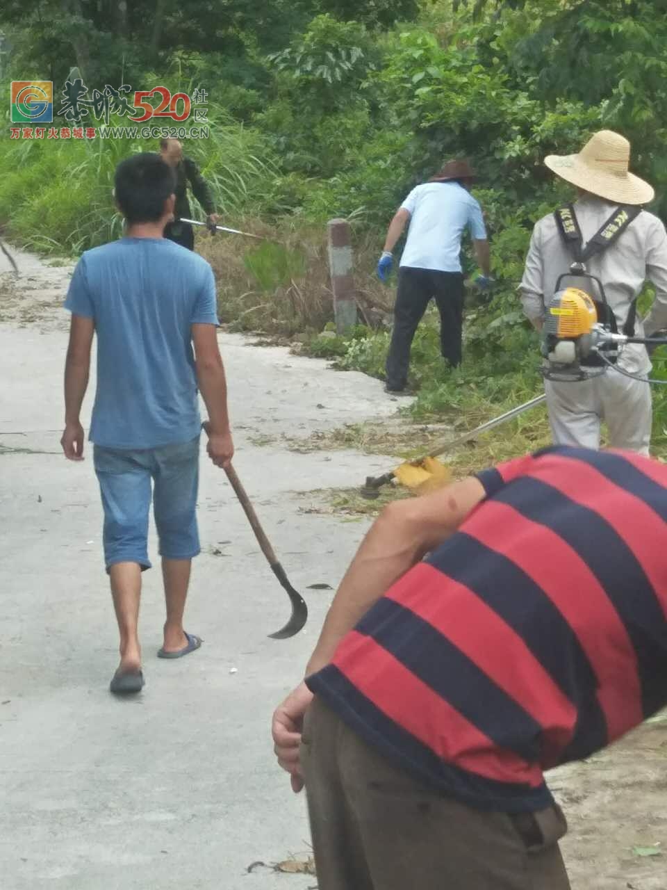 立秋之季，西岭乡，岛坪村苦竹江屯全体人员在黎主任的带领下将道路两边的草，树，...201 / 作者:红花绿叶 / 帖子ID:234762