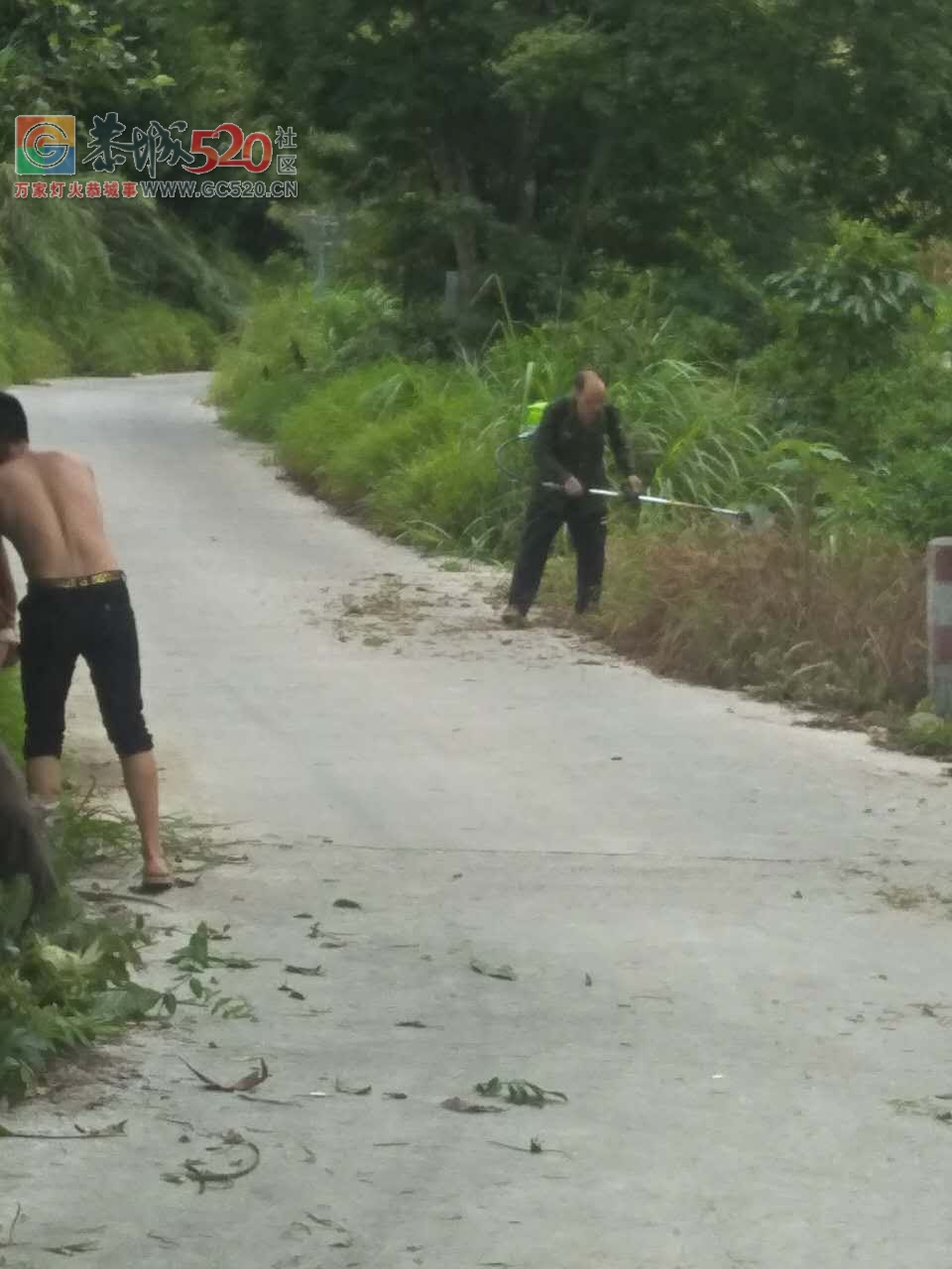 立秋之季，西岭乡，岛坪村苦竹江屯全体人员在黎主任的带领下将道路两边的草，树，...95 / 作者:红花绿叶 / 帖子ID:234762