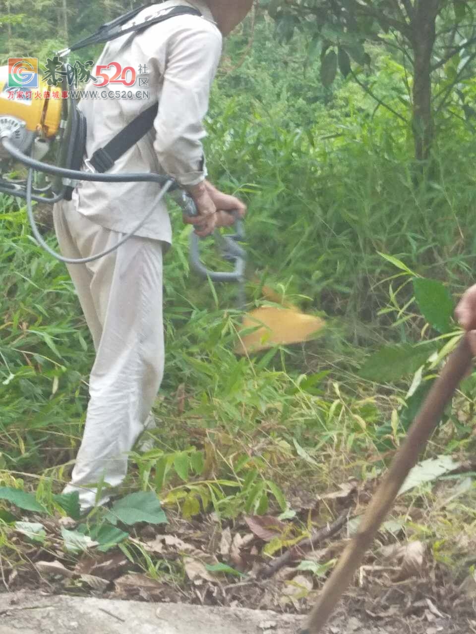 立秋之季，西岭乡，岛坪村苦竹江屯全体人员在黎主任的带领下将道路两边的草，树，...522 / 作者:红花绿叶 / 帖子ID:234762