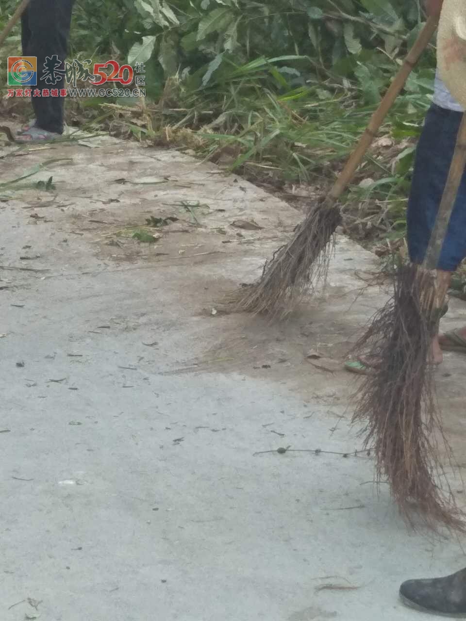 立秋之季，西岭乡，岛坪村苦竹江屯全体人员在黎主任的带领下将道路两边的草，树，...99 / 作者:红花绿叶 / 帖子ID:234762