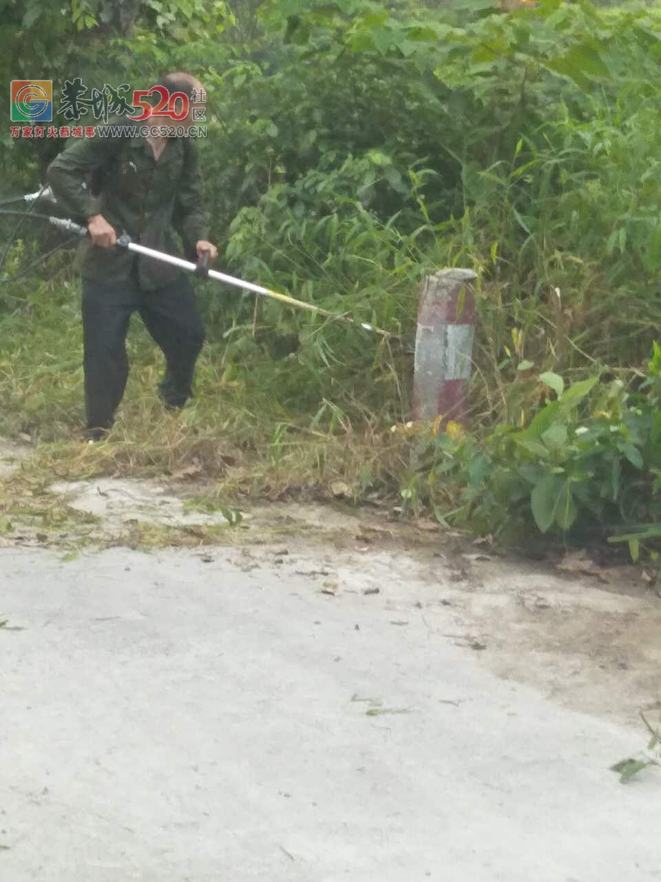 立秋之季，西岭乡，岛坪村苦竹江屯全体人员在黎主任的带领下将道路两边的草，树，...522 / 作者:红花绿叶 / 帖子ID:234762