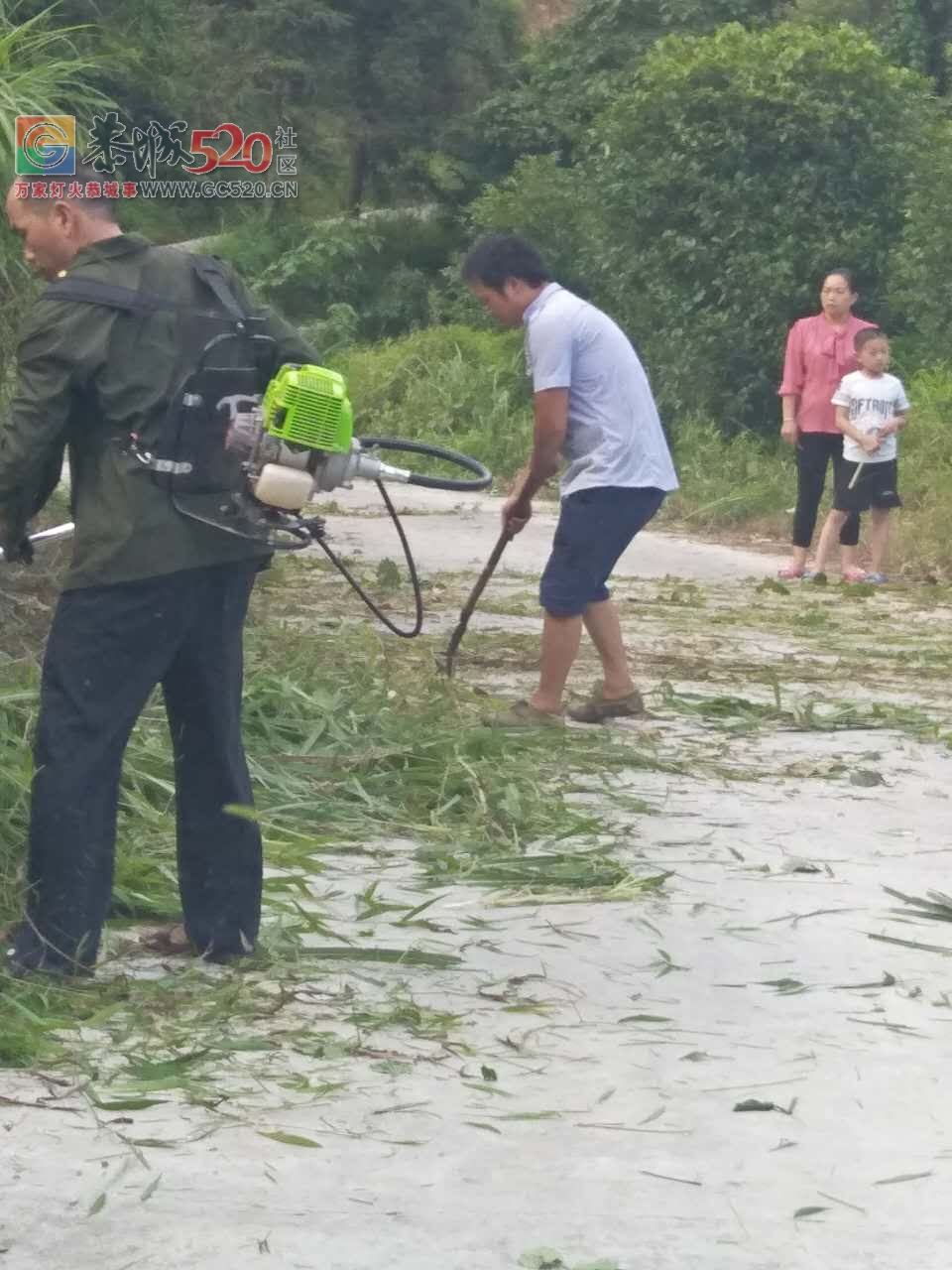 立秋之季，西岭乡，岛坪村苦竹江屯全体人员在黎主任的带领下将道路两边的草，树，...492 / 作者:红花绿叶 / 帖子ID:234762