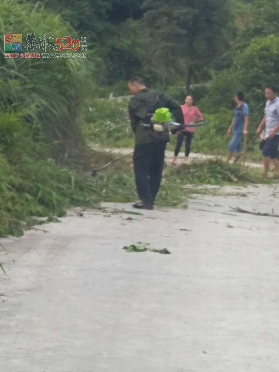 立秋之季，西岭乡，岛坪村苦竹江屯全体人员在黎主任的带领下将道路两边的草，树，...201 / 作者:红花绿叶 / 帖子ID:234762