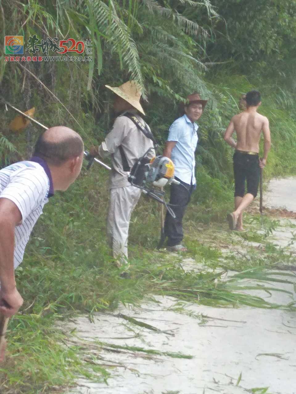 立秋之季，西岭乡，岛坪村苦竹江屯全体人员在黎主任的带领下将道路两边的草，树，...394 / 作者:红花绿叶 / 帖子ID:234762