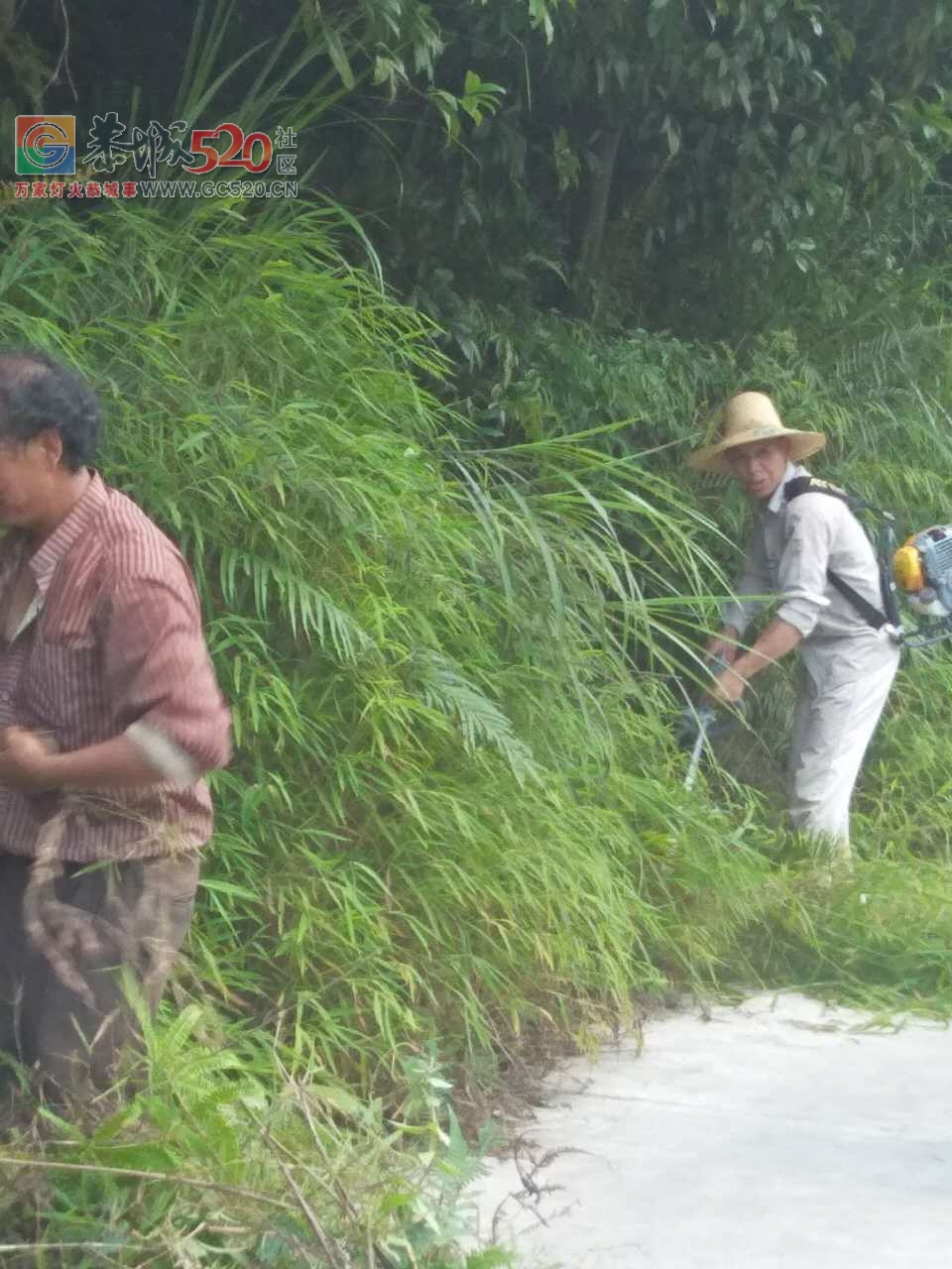 立秋之季，西岭乡，岛坪村苦竹江屯全体人员在黎主任的带领下将道路两边的草，树，...200 / 作者:红花绿叶 / 帖子ID:234762