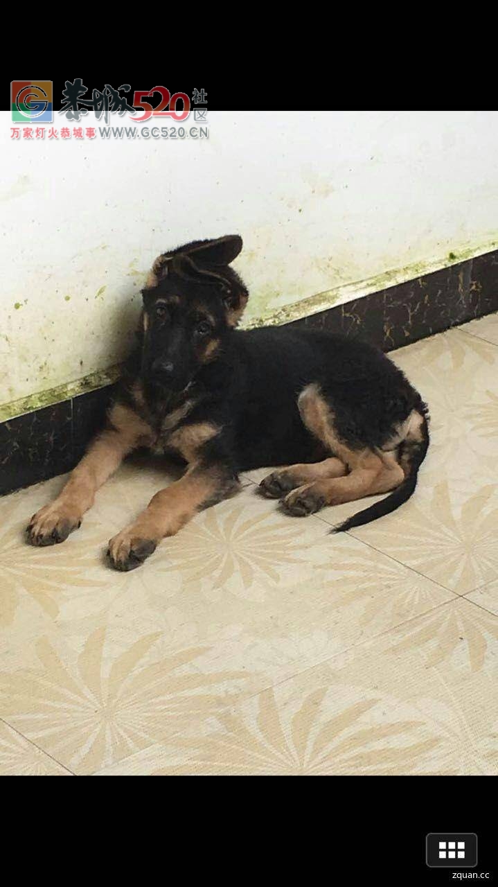本人丢失德国牧羊犬两只，有看到者望转告本人，有酬谢400元，谢谢了497 / 作者:分类小编 / 帖子ID:234881