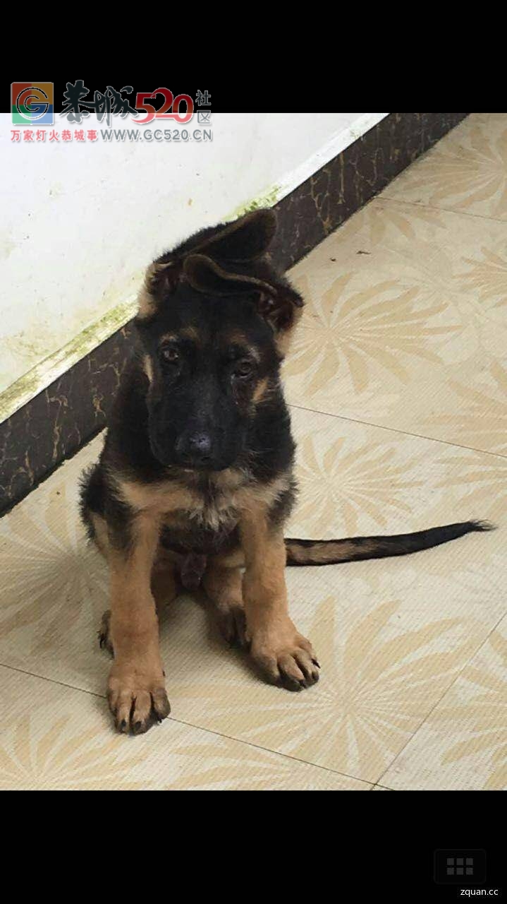 本人丢失德国牧羊犬两只，有看到者望转告本人，有酬谢400元，谢谢了486 / 作者:分类小编 / 帖子ID:234881