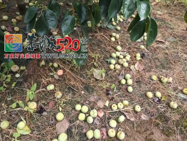【恭城身边事】寻找笔山村人周义丨茶南路一店铺门头突然砸下丨一果农喷打药水后...770 / 作者:社区小编 / 帖子ID:235040