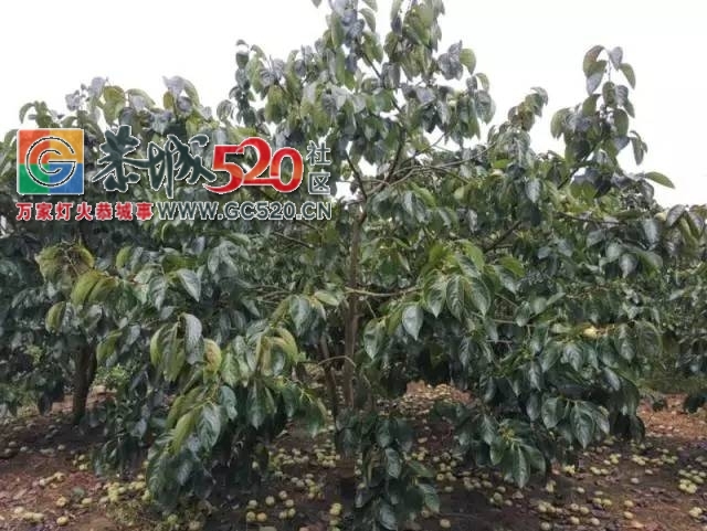 【恭城身边事】寻找笔山村人周义丨茶南路一店铺门头突然砸下丨一果农喷打药水后...938 / 作者:社区小编 / 帖子ID:235040
