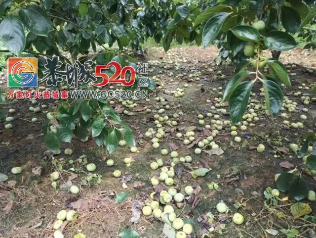 【恭城身边事】寻找笔山村人周义丨茶南路一店铺门头突然砸下丨一果农喷打药水后...539 / 作者:社区小编 / 帖子ID:235040