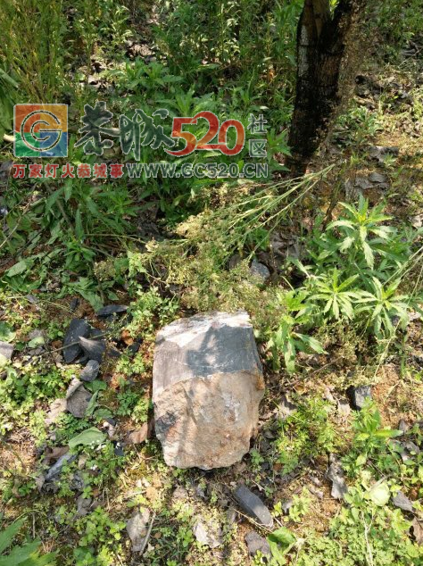 莲花某石场放炮砸坏果农的果树，石场负责人爱理不理！果农投诉无门！293 / 作者:恭城男人好 / 帖子ID:235296
