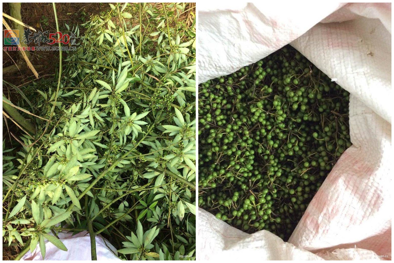 大量收购山胡椒，要求无枝叶！底价两元一斤！66 / 作者:分类小编 / 帖子ID:235372