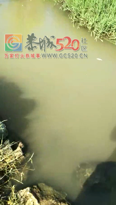 恭城西岭镇红岩一沟子的水被猪尿水污染664 / 作者:该做的事情 / 帖子ID:235539