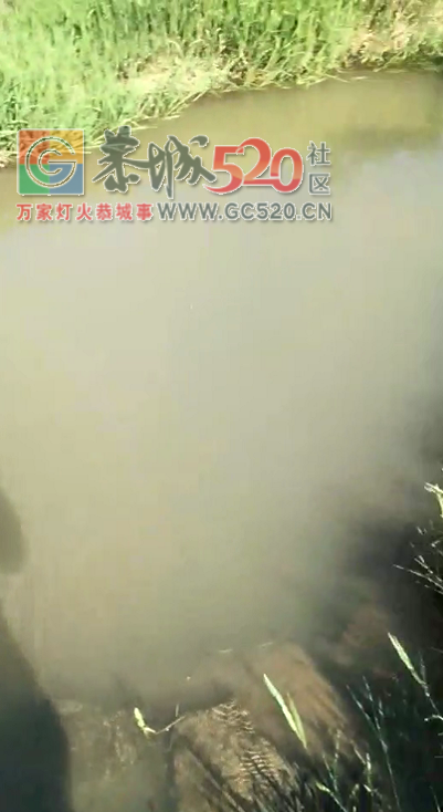 恭城西岭镇红岩一沟子的水被猪尿水污染68 / 作者:该做的事情 / 帖子ID:235539