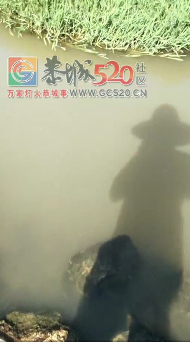 恭城西岭镇红岩一沟子的水被猪尿水污染41 / 作者:该做的事情 / 帖子ID:235539