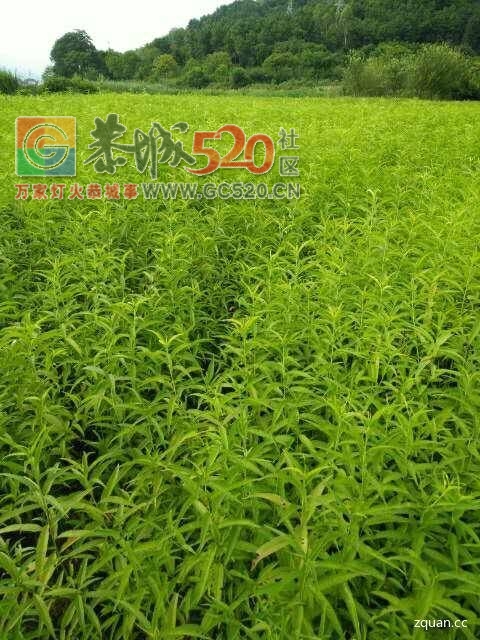 桃苗砧木出售820 / 作者:分类小编 / 帖子ID:235558