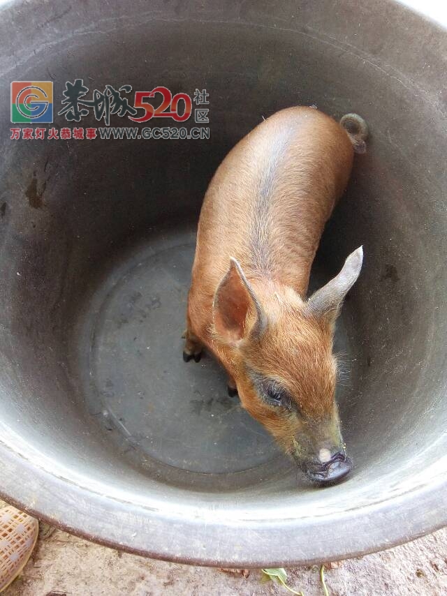 寻找20号在桥头村往莲花回的路上丢失的小猪282 / 作者:分类小编 / 帖子ID:235584