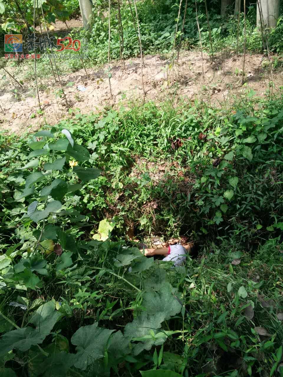 就在刚刚，恭城孟家路口江永车跟一辆踏板车“打碰”，男子疑似重伤不起！672 / 作者:茶江人 / 帖子ID:235648