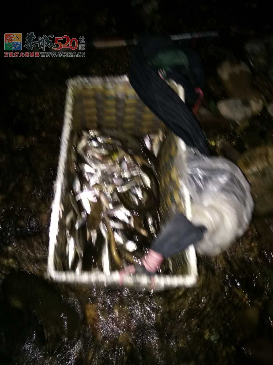 恭城栗木镇石头村又有人电鱼，村民下水阻拦还敢电人？真的是胆大！14 / 作者:恭城栗木人 / 帖子ID:235701