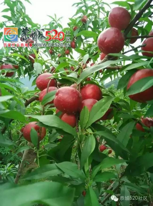 小编带你走进平安对河村，感受这里的魅力山水17 / 作者:社区小编 / 帖子ID:235912