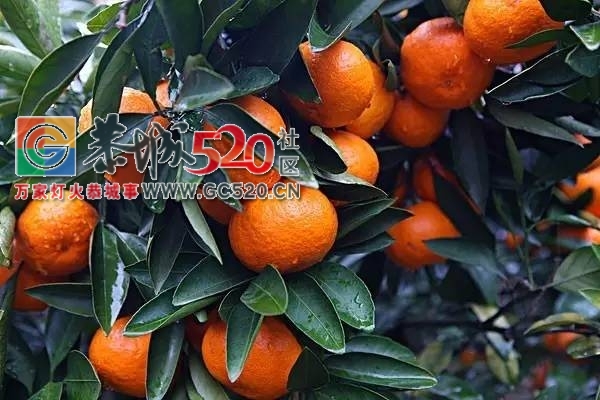 小编带你走进平安对河村，感受这里的魅力山水993 / 作者:社区小编 / 帖子ID:235912
