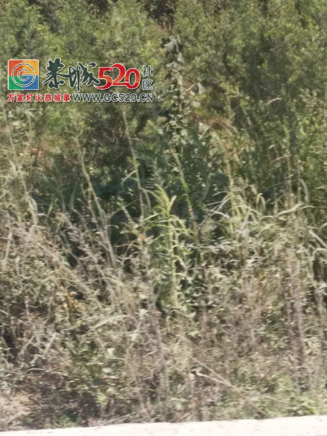 【恭城身边事】 街边办事后路标未撤过路行人被绊倒| 修路本是好事却灰尘满天飞555 / 作者:社区小编 / 帖子ID:236045
