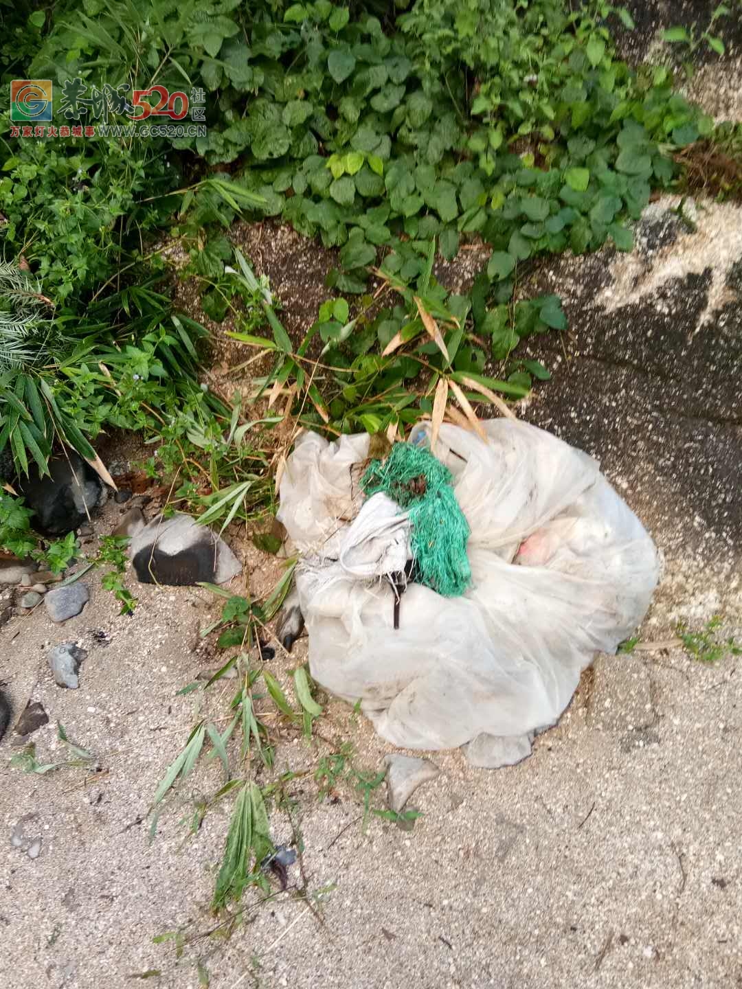 来霹雷石洗冷水凉的部分人素质低下，垃圾乱扔不说，还在河里拉屎拉尿实在可恶！424 / 作者:jphzy / 帖子ID:236066