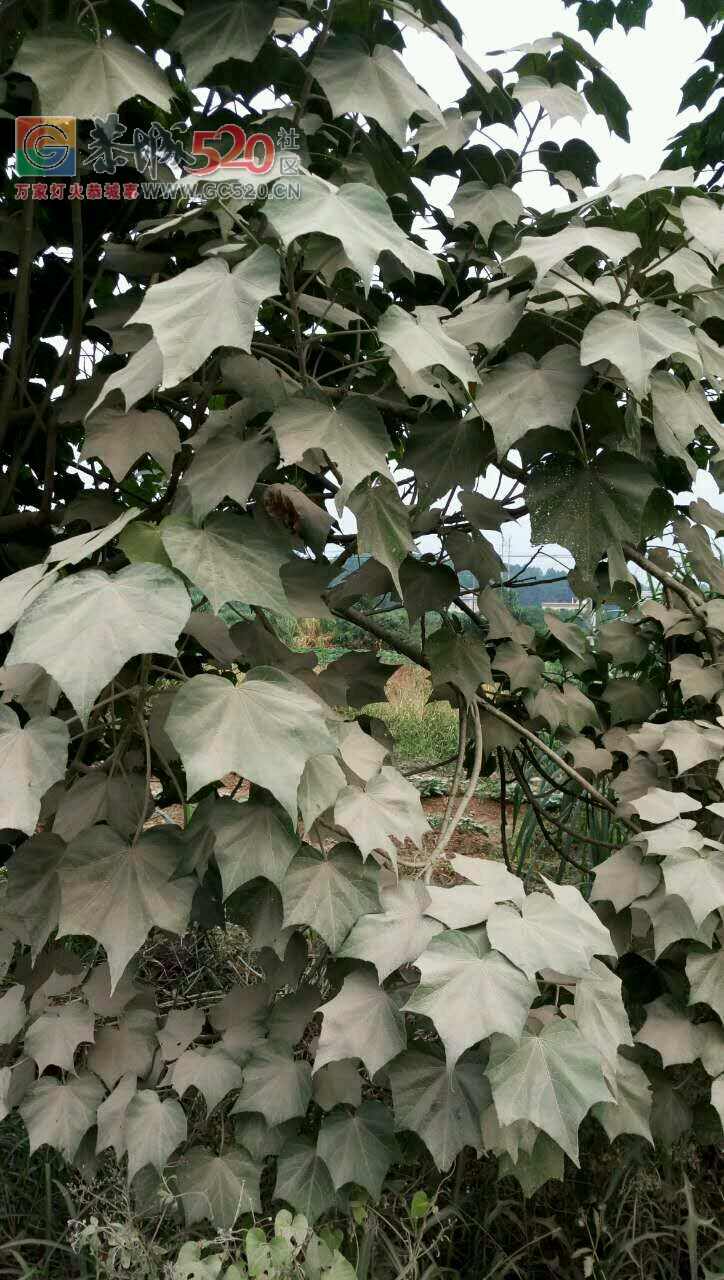 恭城加会到龙虎这段路，灰尘那么大洒水车在都没有人洒水，希望有关部门能管管658 / 作者:夜太黑 / 帖子ID:236326