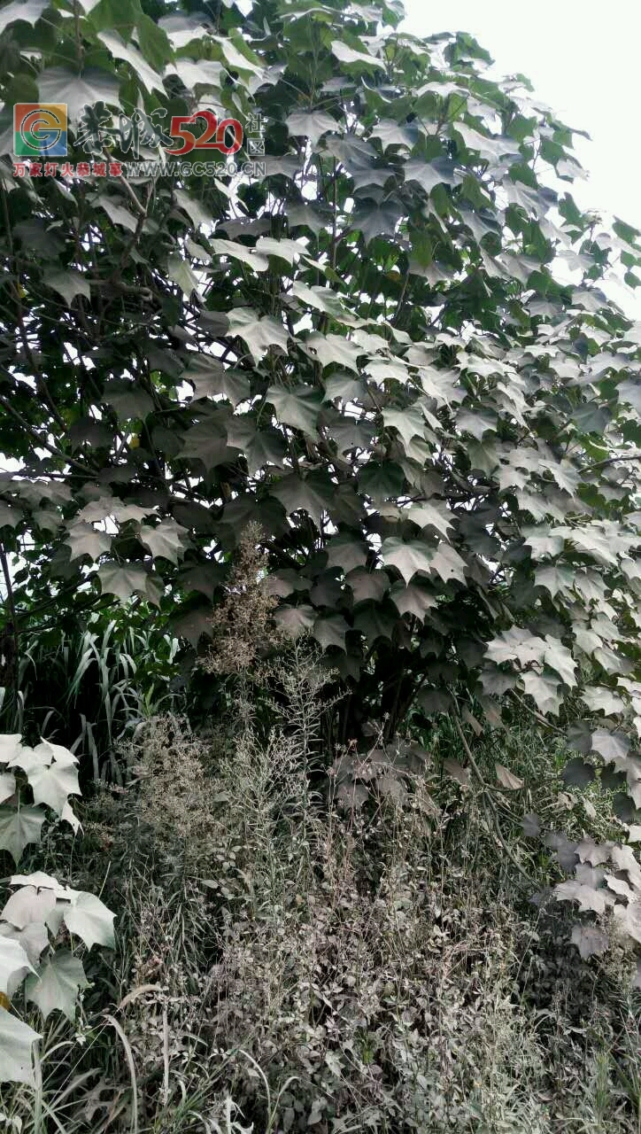 恭城加会到龙虎这段路，灰尘那么大洒水车在都没有人洒水，希望有关部门能管管252 / 作者:夜太黑 / 帖子ID:236326